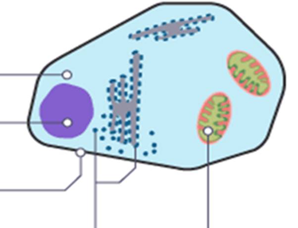 <p>Name everything inside a animal cell</p>