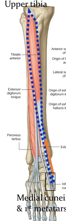<p>Name this muscle&nbsp;</p>