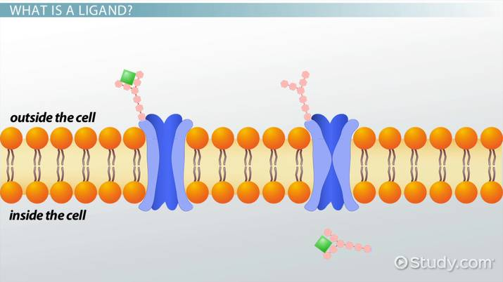 <p>Blueprint for a Bioprocess Scale Magnetic Adsorbent:</p><p>Stage 3 - Small Stable Ligands (<span style="color: blue;">Examples</span>)</p>