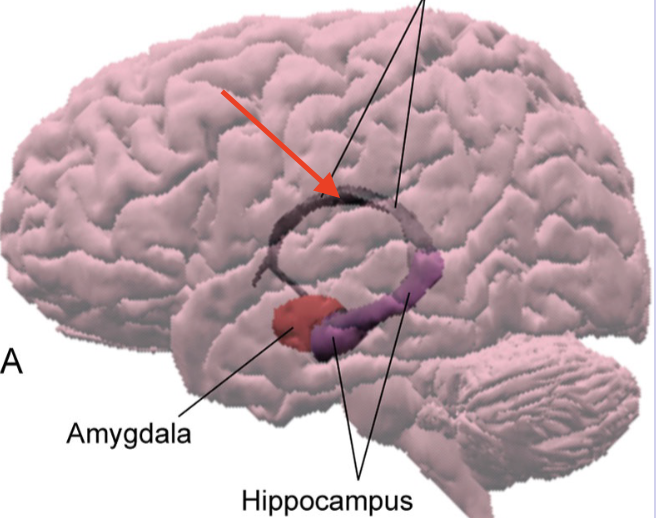<p>major efferent pathway of hippocampus which forms a C shape</p>