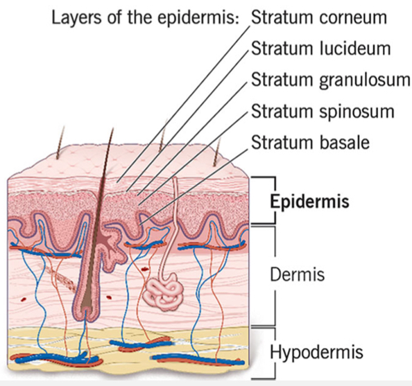 <p>outermost layer of the skin</p><p>Composed of 5 layers of epithelial cells</p>