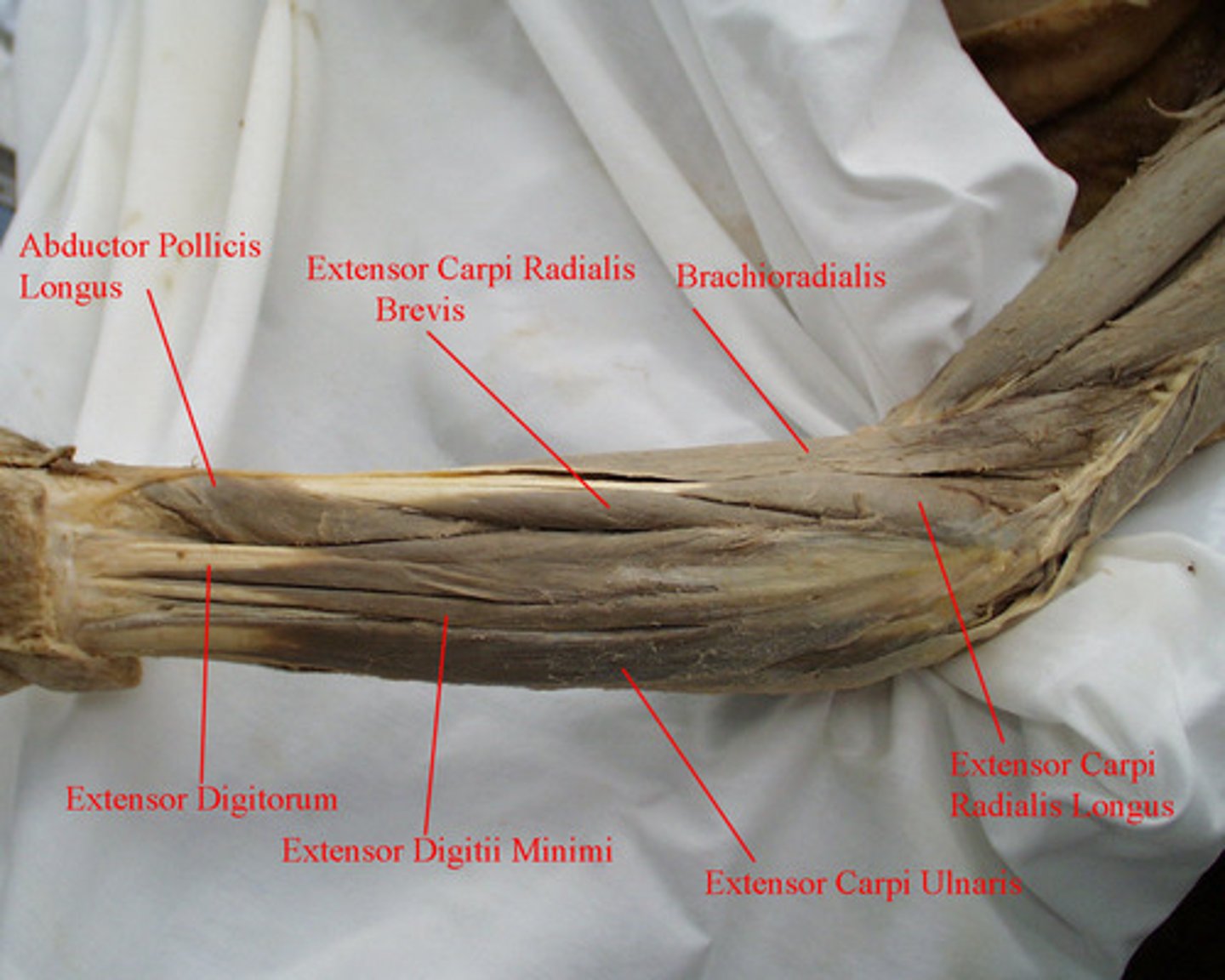 <p>Second one from the lower right</p>