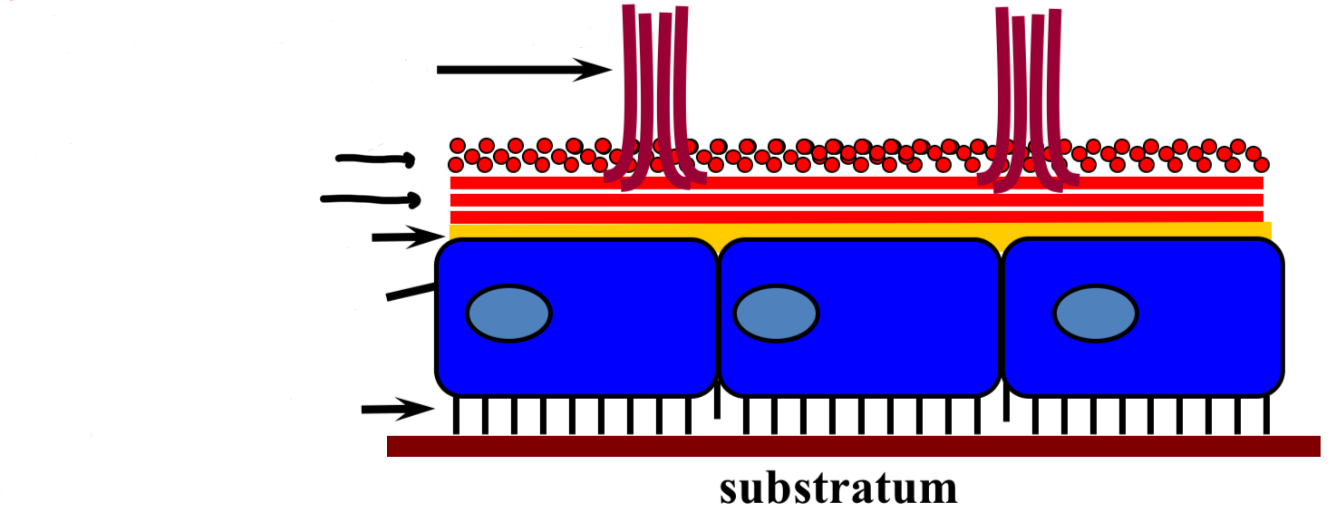 <p>cells that create planarian movement </p>