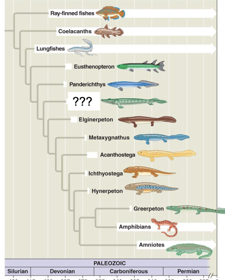 <p>shallow estuary or tidal flate </p><p>warm, equatorial climate </p><p>370 mya (devonian era)</p>