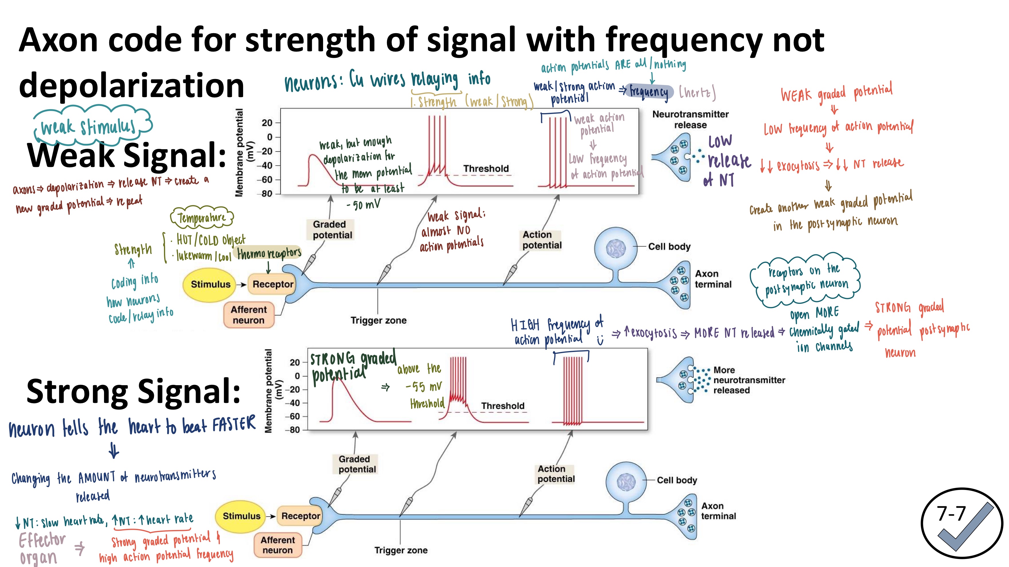 <p><strong>Stimulus Strength</strong>: frequency of action potentials</p><ul><li><p>Weak stimulus: LOW frequency of action potentials</p></li><li><p>Strong stimulus: HIGH frequency of action potentials</p></li></ul><p></p>