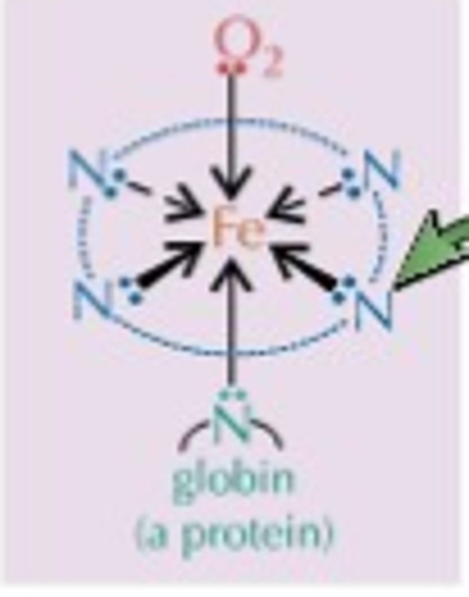 <p>- <span class="bgP">Prosthetic group</span> containing <span class="bgP">Fe2+ ions</span></p><p>- <span class="bgP">Catalase</span> and <span class="bgP">haemoglobin</span> contain haem groups</p>