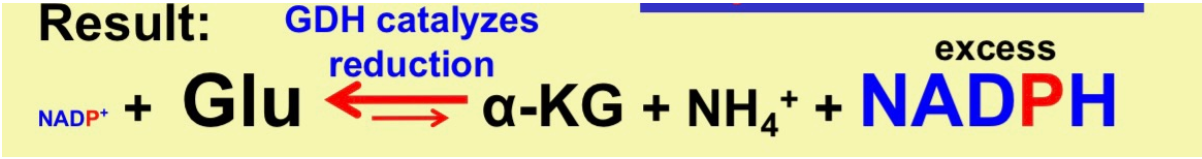 <ul><li><p>NADPH&gt;&gt;NADP+</p></li><li><p>NADPH is used to make fatty acids, sterols, etc.</p></li></ul>