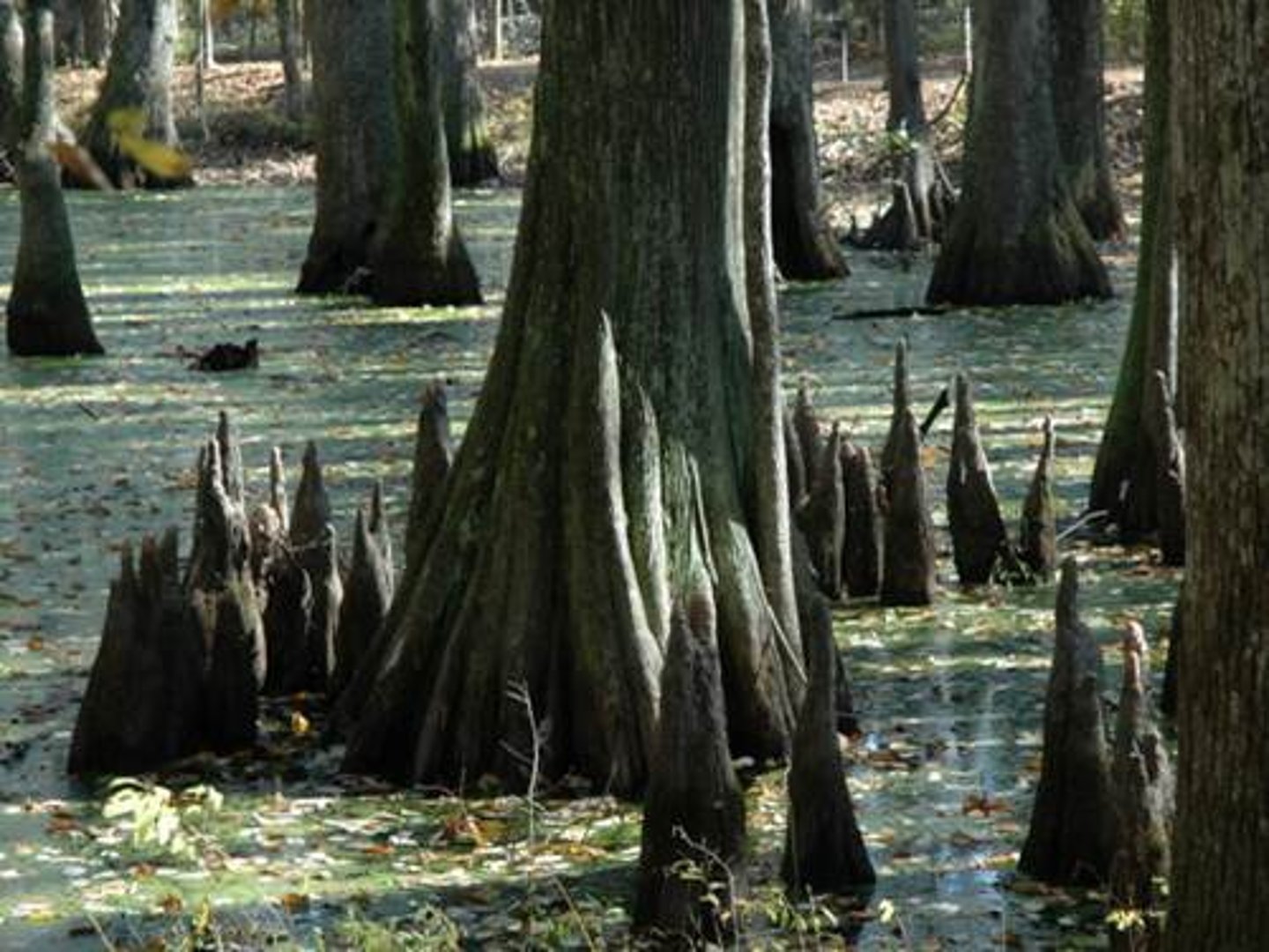 <p>help keep the trees from falling over in the soft, wet soil of the swamp and helps them "breath" (O2)</p><p>- native to wetlands</p>