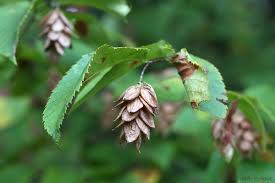 <p><span>A nutlet enclosed in a papery sac, aggregated into pendulate cone-like clusters.</span></p>