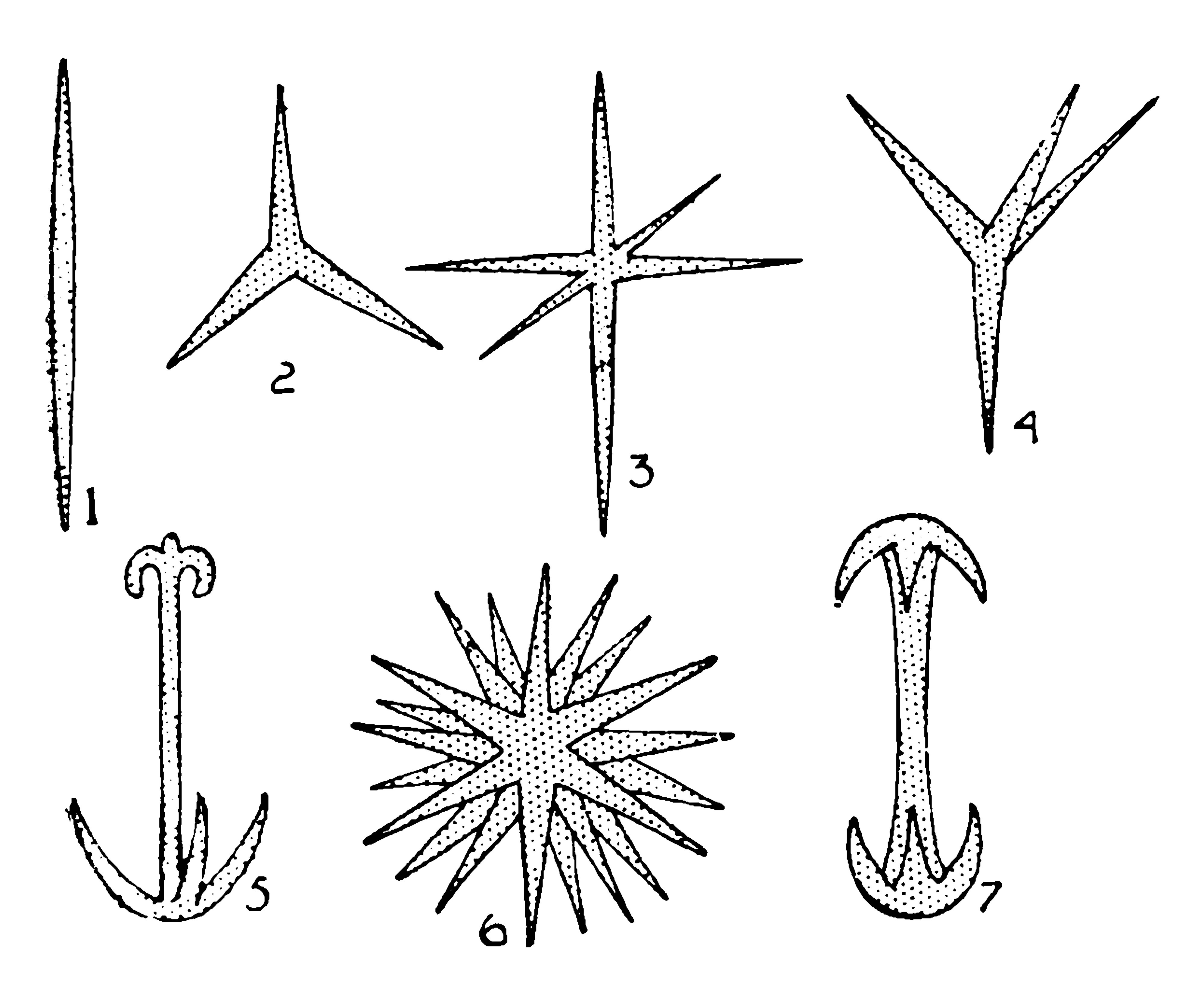 <p>Spicules</p>