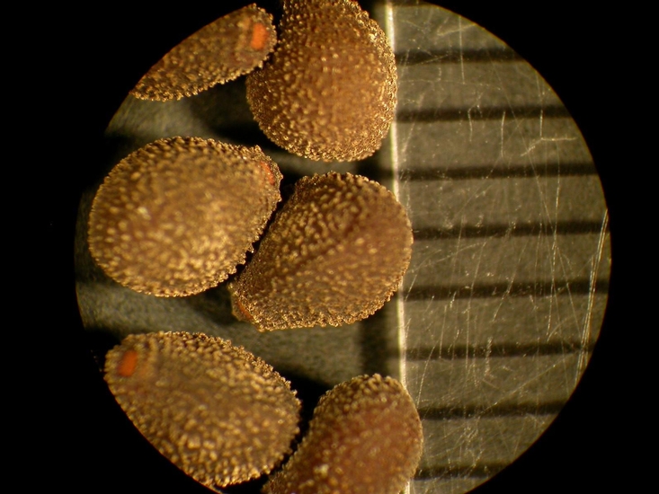 Convolvulus arvensis
