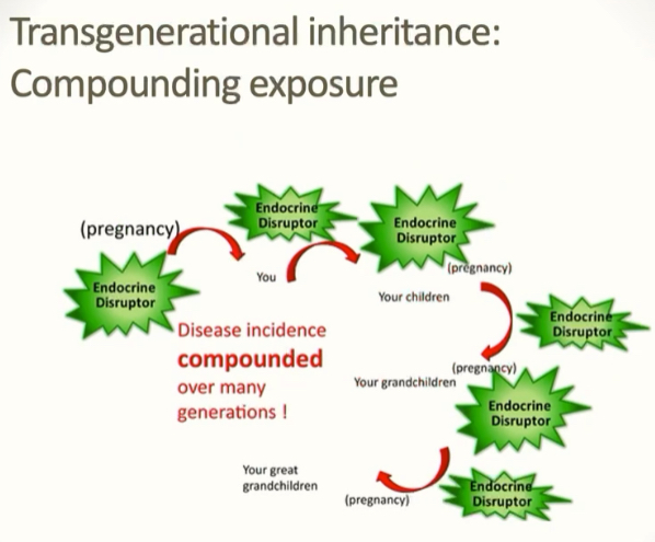 <p>From exposure in one generation: exposure to an ED during pregnancy leads to effects that are transmitted across generations resulting in toxicity that continues (and may be exacerbated) across generations</p><p>Disease incidence is compounded over many generations</p>