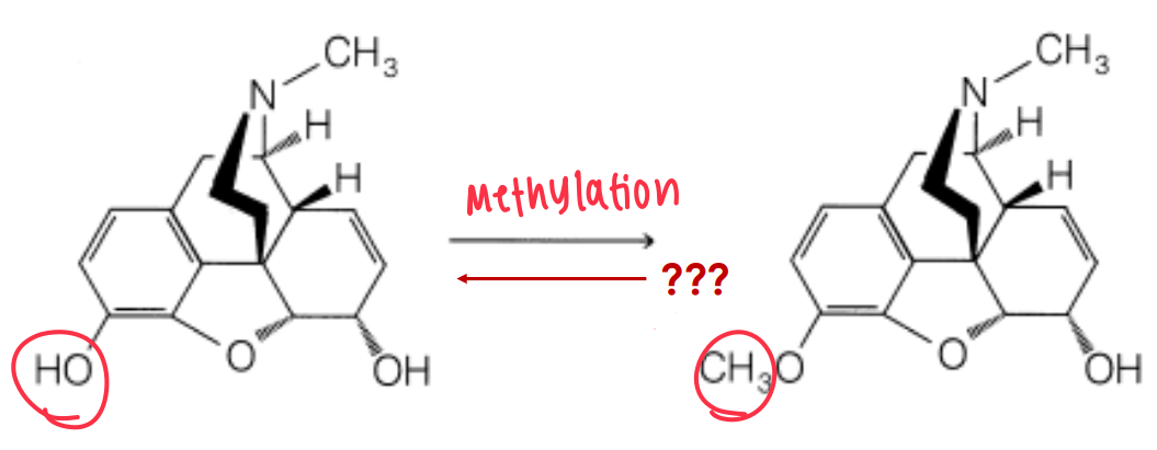 <p>Determine the metabolic reaction</p>