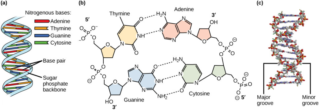 <p>An antiparallel, double helix structure with alternating nucleotides linked by phosphodiester bonds and Hydrogen bonds. The double helix is formed by major and minor grooves used by binding proteins during transcription and replication. </p>