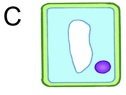 <p>put into solution with same water potential as cell <span style="font-family: __bwModellica_c589ae, __bwModellica_Fallback_c589ae">→ cell C unchanged → no osmosis has occured</span></p>