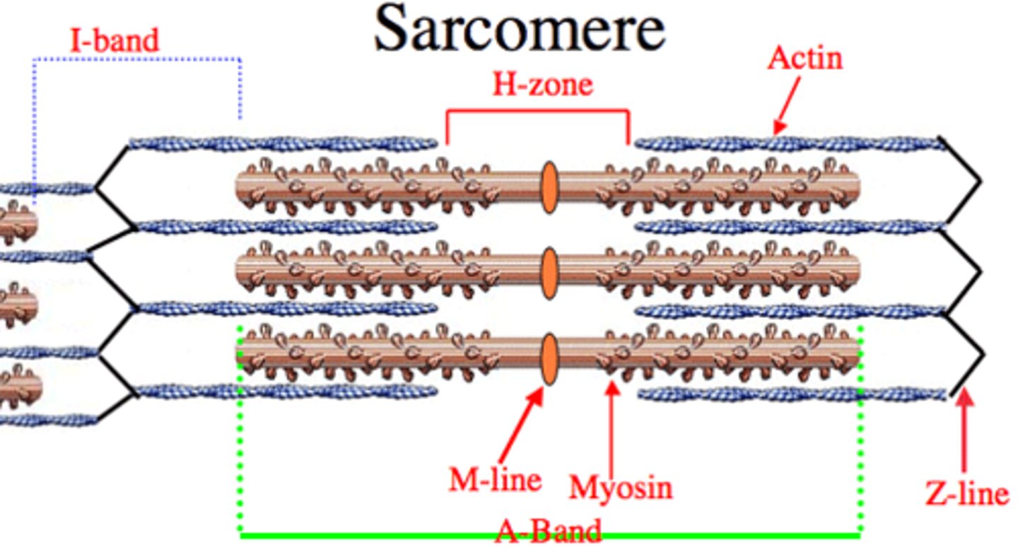 <p>The region at the center of a sarcomere. Made up of myosin only. The H zone gets shorter (and may disappear) during muscle contraction.</p>