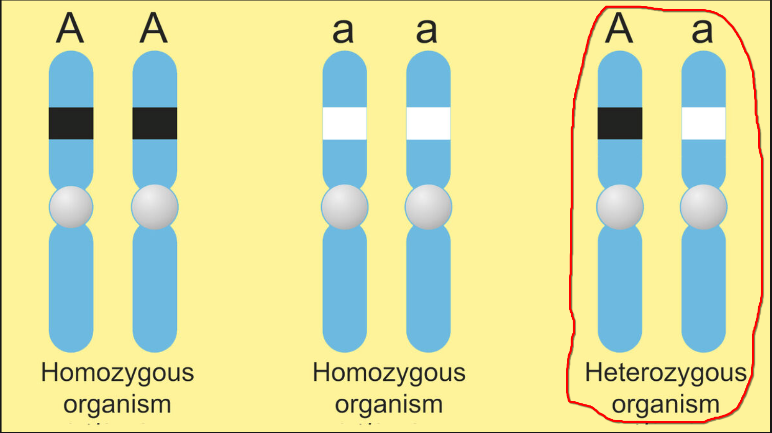 <p><span style="line-height: 18.3458px;"><span>ugyanazon apai és anyai kromoszóma adott tulajdonságot meghatározó szakaszán eltérő alléleket hordoz </span></span></p><p class="Paragraph SCXW207904874 BCX0" style="text-align: left;"><span style="line-height: 18.3458px;"><span> Olyan diploid egyed, amely génállományában a vizsgált gén különböző alélljait hordozza pl. Aa</span></span></p><p class="Paragraph SCXW207904874 BCX0" style="text-align: left;"><span style="line-height: 18.3458px;"><span>lsd. domináns allél, recesszív allél</span></span></p>