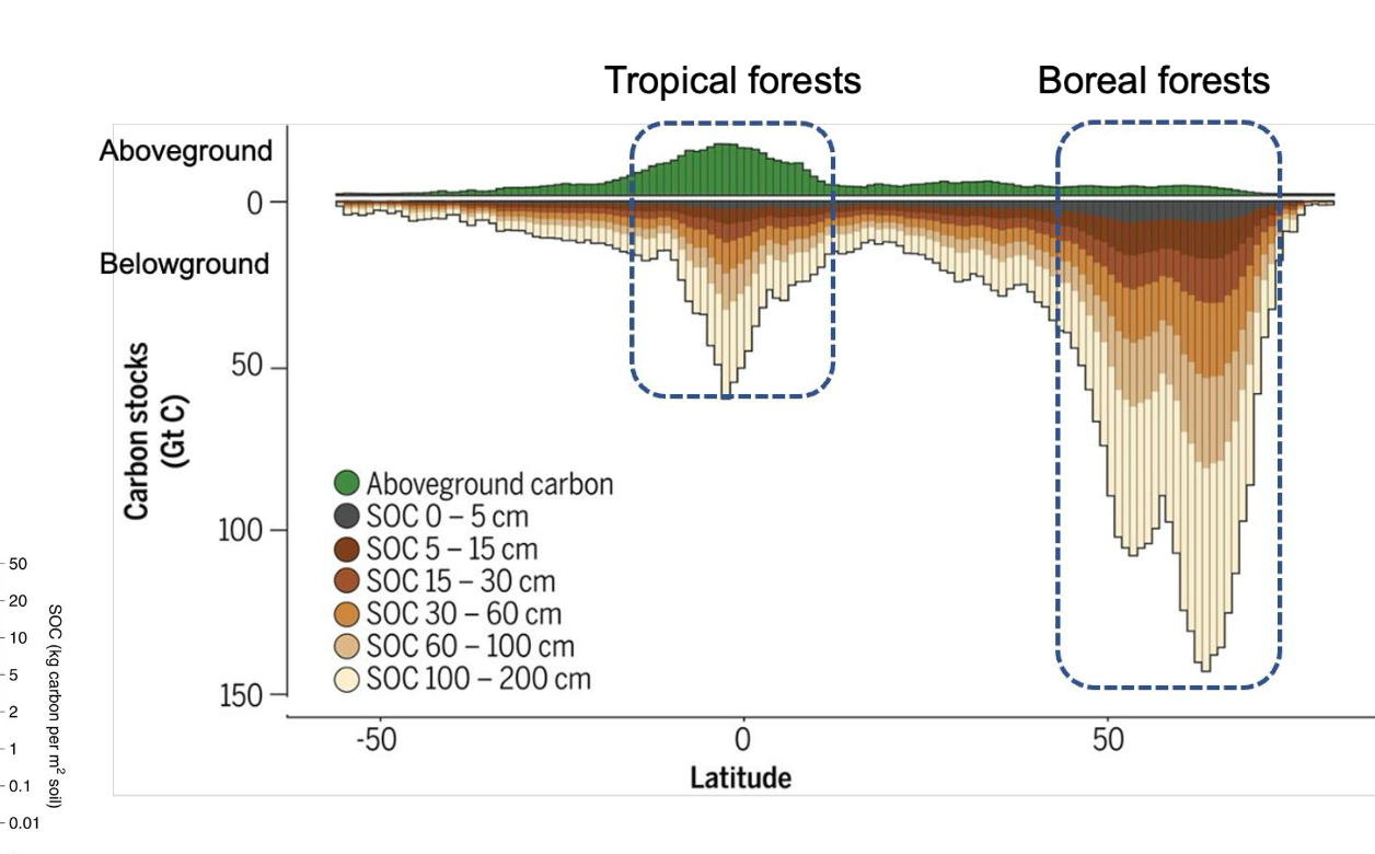 <p>B. Boreal forests are extensively distributed in environments with low temperatures, which reduce the decomposition of plant litter and facilitate the accumulation of carbon in soils.</p><p>D. Boreal forests generally produce low-quality litter with slow decomposition rates, resulting in the accumulation of a thick layer of organic matter composed mainly of particulate organic matter</p>
