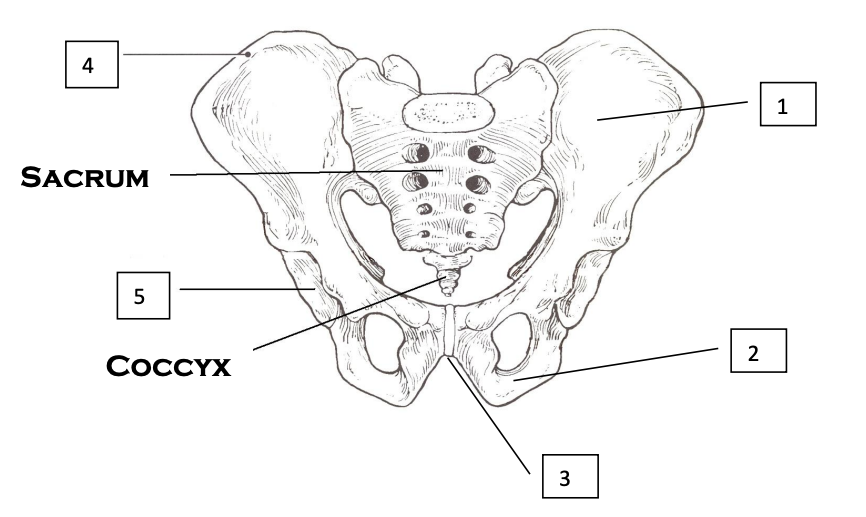 <p>Pelvis</p>