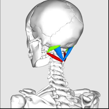 <p>Rectus Capitis Posterior Major muscle = forms the medial border • (in blue)</p><p>superior oblique (Obliquus Capitis Superior) muscle = forms the lateral border • (in green)</p><p>inferior oblique (Obliquus Capitis Inferior) muscle = forms the inferior border (in red)</p>
