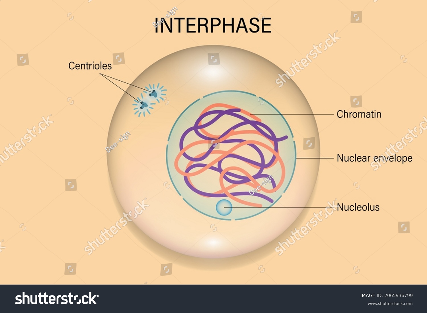 <p>Loosely packed, relaxed, spaghetti like DNA. <strong>Seen during interphase</strong></p>