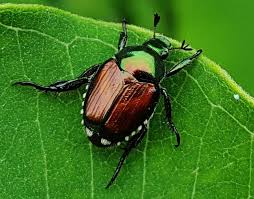 <p><span>Adults feed on foliage and fruits of many fruiting trees and shrubs.&nbsp;</span></p>