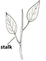 <p>n.植物的梗</p><p><em>The cherry's ___ was still attached.</em><br>那顆櫻桃的梗還連著。</p>