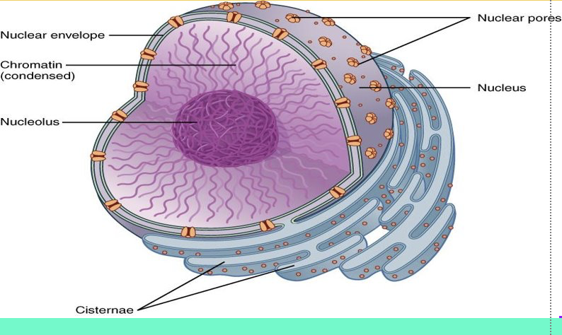<p>what is the nucleus?</p>