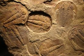 <p>showed that species didn’t stay the same over time, fossils from before were slightly different than those of today</p><p></p><p><span>✩ supports Darwin’s idea that life progressed from simple to complex</span></p>