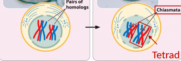 <p>meiosis prophase 1</p>