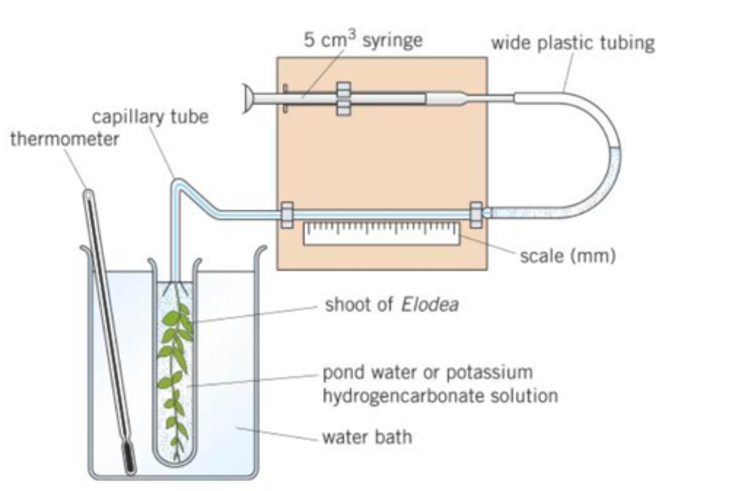 <p>a photosynthometer</p>