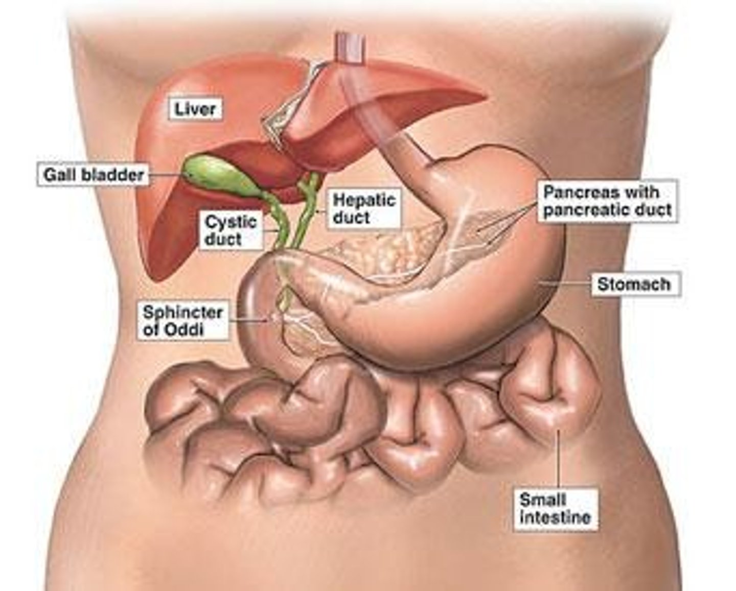 <p>It processes products of digestion, stores glucose, produces bile, and detoxifies substances.</p>