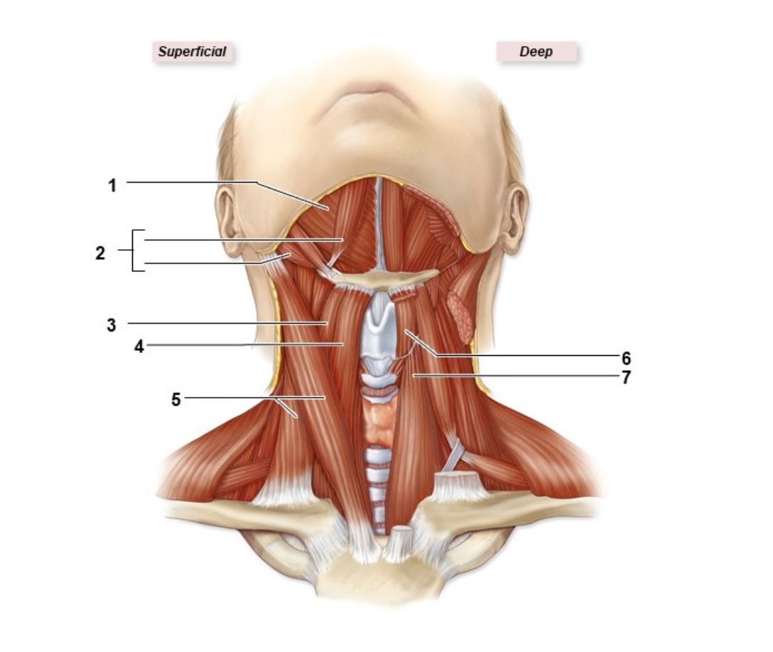 <p>What muscle is #4?</p>