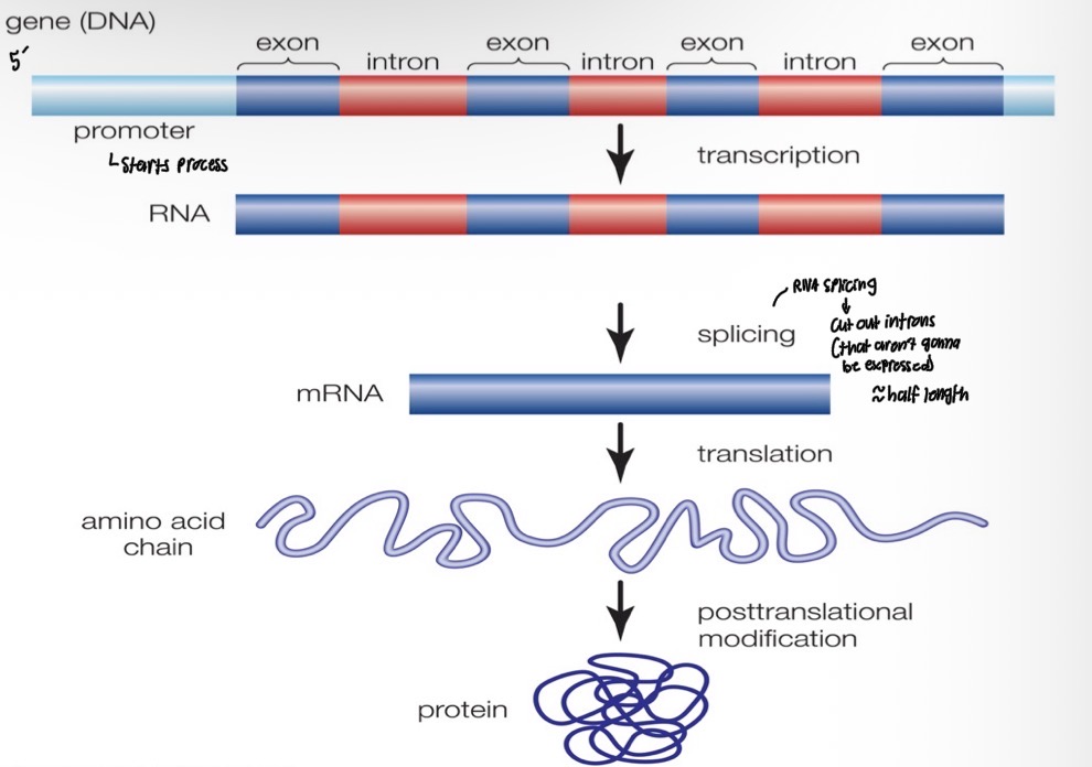 <ul><li><p>promoter</p></li><li><p>Splicing cuts out introns (therefore half size)</p></li></ul><p></p>