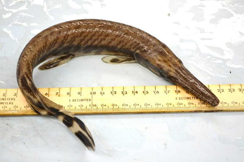 <p>ID the taxonomic order</p>