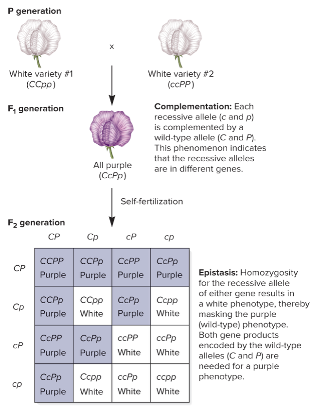two-gene interaction - 2:

* _____ genes influence the outcome of a single trait with _____ phenotypes
* flower color in the sweet pea
  * P generation: _____ x _____
  * F1 generation: _____
  * F2 generation: _____ purple : _____ white
  * _____ epistasis:
    * _____ recessive (either _____ or _____) mask C or P alleles (purple-color-producing alleles) to produce a _____ color
    * a plant that is _____ recessive for either gene will be _____