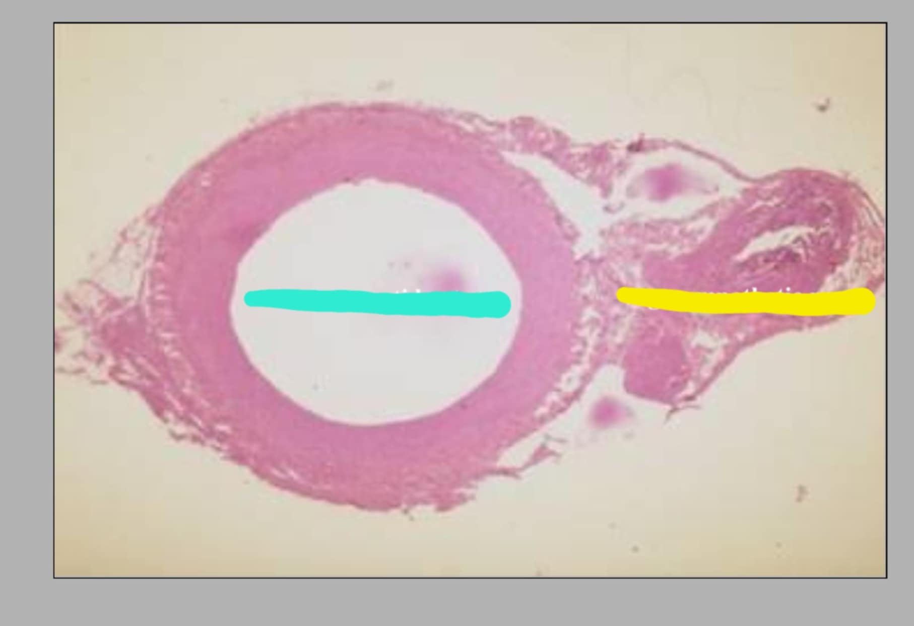 <p>this is a common carotid artery of what species? state the parts shown.</p>