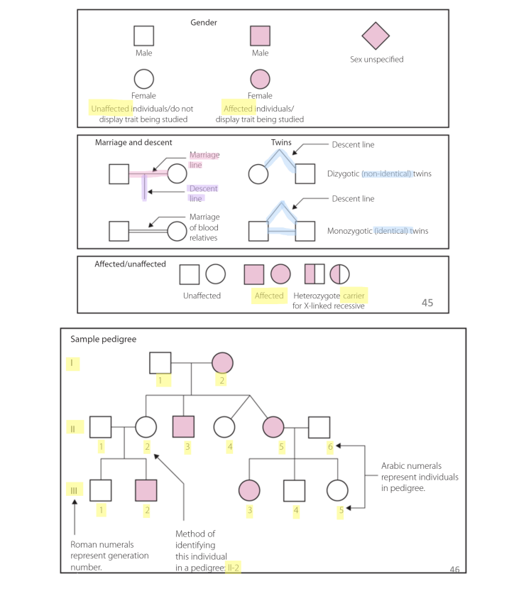 <p>Pedigrees (a.k.a. Family Trees)</p><p>● If the traits expressed in a family over several generations are observed, a pedigree chart can be</p><p>constructed to record phenotypes. This may be used to work out the genotypes of individuals.</p><p>● A pedigree is a graphical representation of the inheritance patterns of a particular trait and is used to</p><p>study heredity patterns and to make predictions about the expected phenotypes and genotypes of</p><p>future offspring. i.e. shows how traits are passed on</p><p>● <span data-name="sparkles" data-type="emoji">✨</span>SPECIAL NOTATION<span data-name="sparkles" data-type="emoji">✨</span></p><p>You need a key - if they don’t give you one, make one.</p><p>MAKE SURE TO ALWAYS CHECK THE KEY THEY GIVE IN A QUESTION. IT MAY BE DIFFERENT TO THE ONE YOU ARE</p><p>USED TO.</p><p></p>