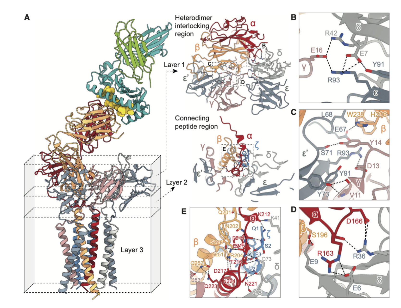 <p>What additional structural features promote complex stability?</p>