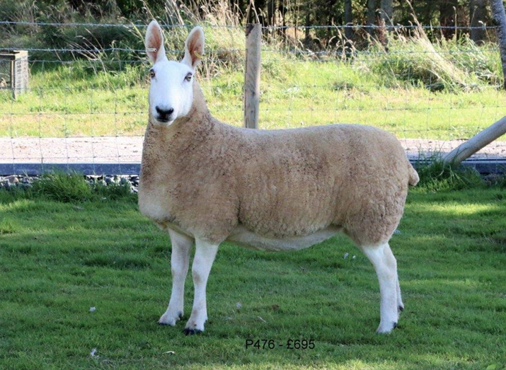 <ul><li><p>Important in England</p><ul><li><p>Originated there</p></li></ul></li><li><p>Bald</p></li><li><p>Rabbit-faced</p></li></ul><p></p>