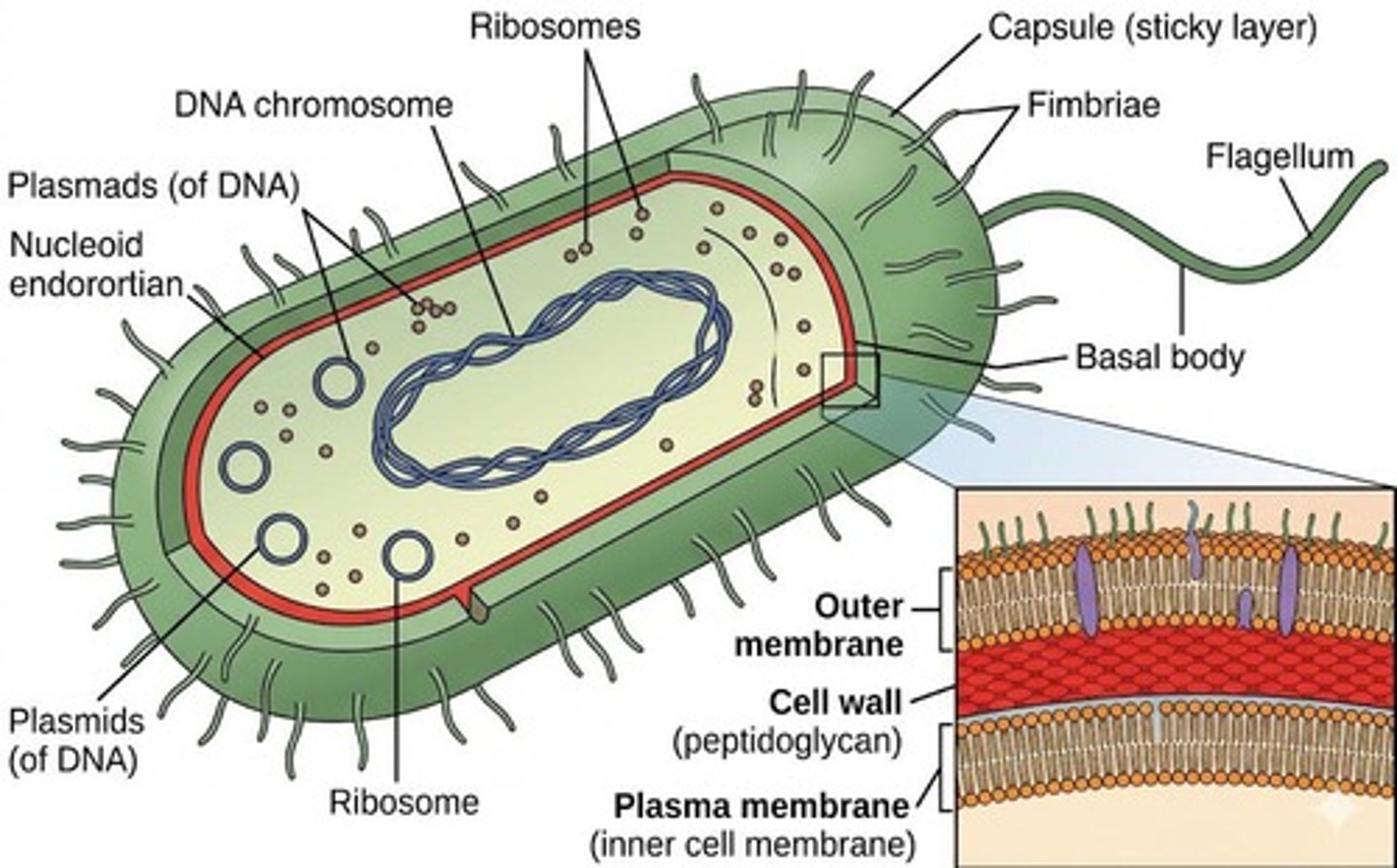 <p>Infectious proteins that cause neurodegenerative diseases by inducing normal proteins to misfold.</p>