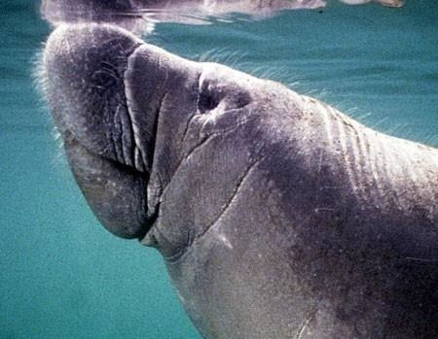 <p>A substance produced by hippos, referred to as 'blood sweat'.</p>
