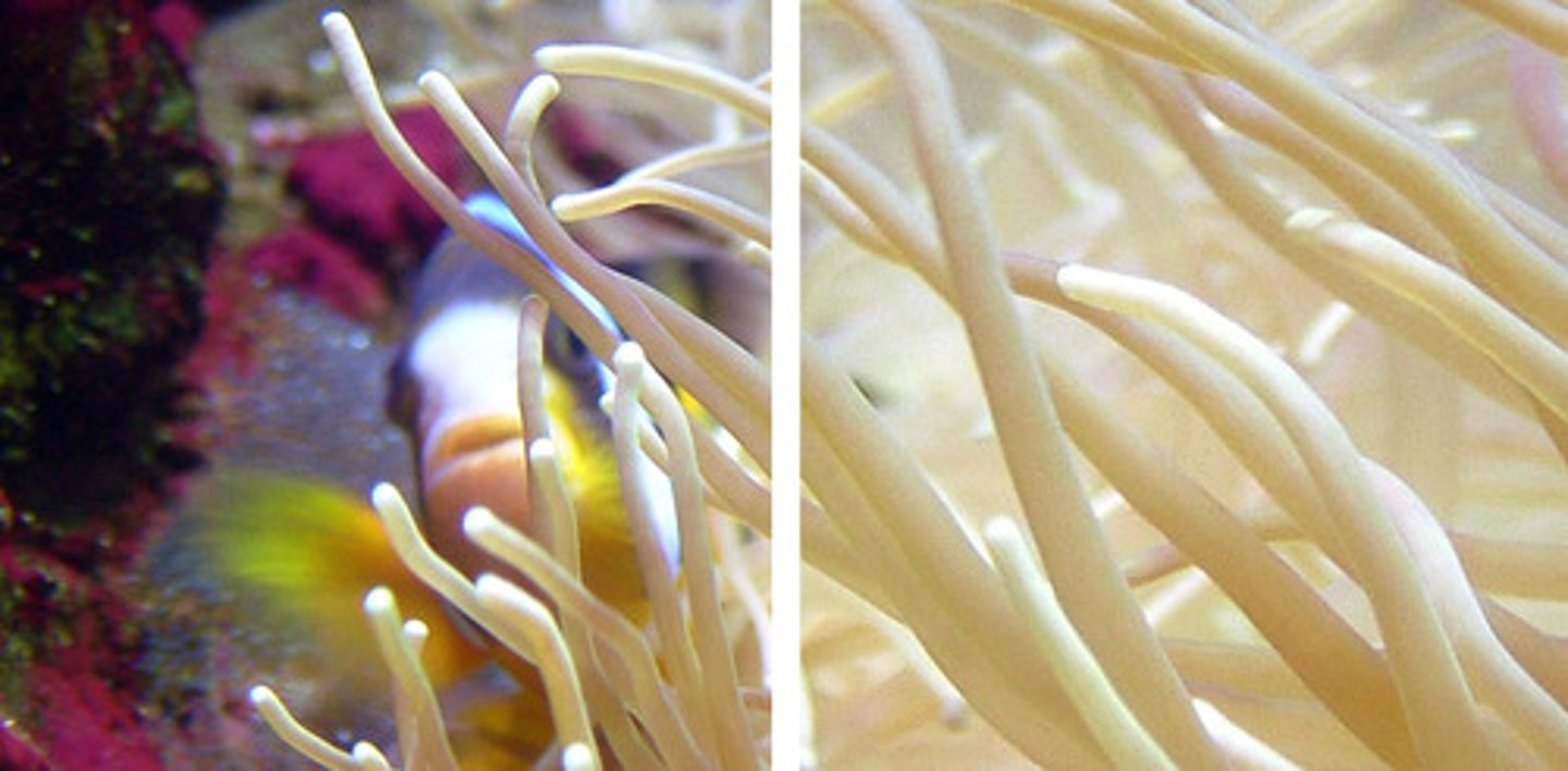 <p>A close relationship between two species that benefits at least one of the species.</p>
