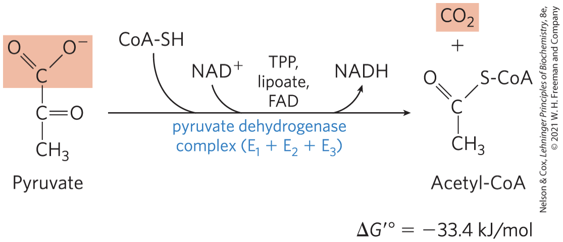 <p>Catalyzes an Oxidative Decarboxylation</p><p>An irreversible oxidation process in which the carboxyl group is removed, forming CO2</p><p>Procuces CO2, NADH, </p>