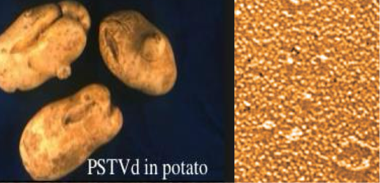 <p>Plant Viruses and Viroids </p>