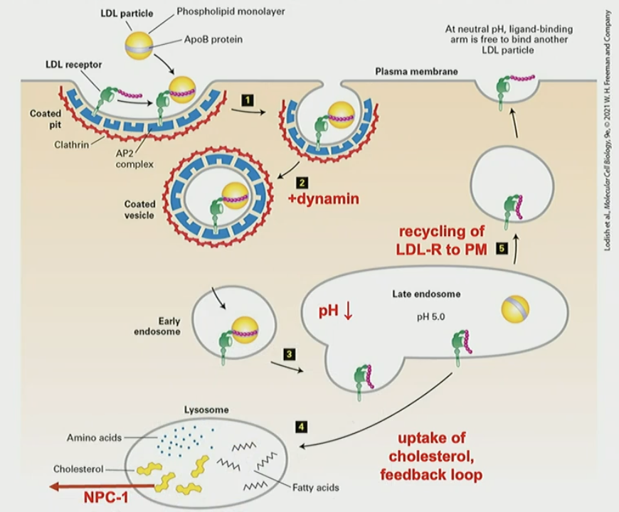 <p>LDLr: B-propeller domain in PM, with NPXY sorting signal in cytosol. Cys-rich “hook” binds to ApoB (LDL) at pH 7. after endocytosis, pH 5 in late endosome weakens interaction (+ charged), and LDL is released. LDLr is recycled to PM</p>