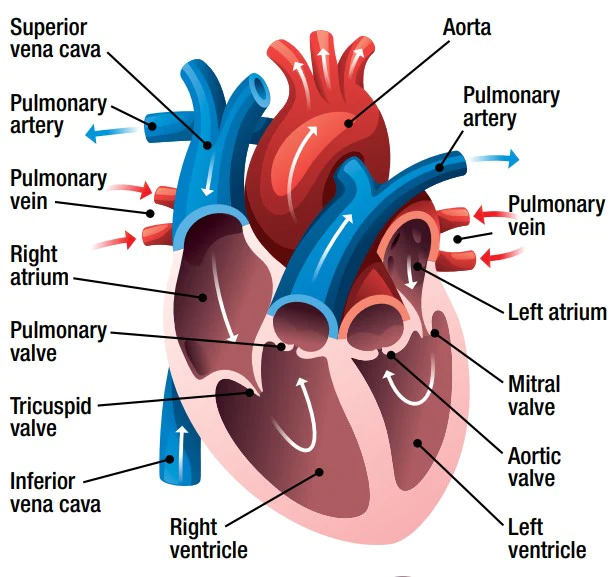 Source: https://www.tigermoon.co.uk/products/gcse-science-heart-circulatory-system-a2-poster