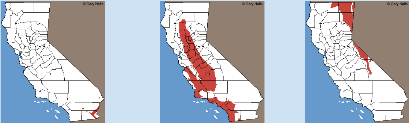 <p>Which Scaophiopodidae range</p>