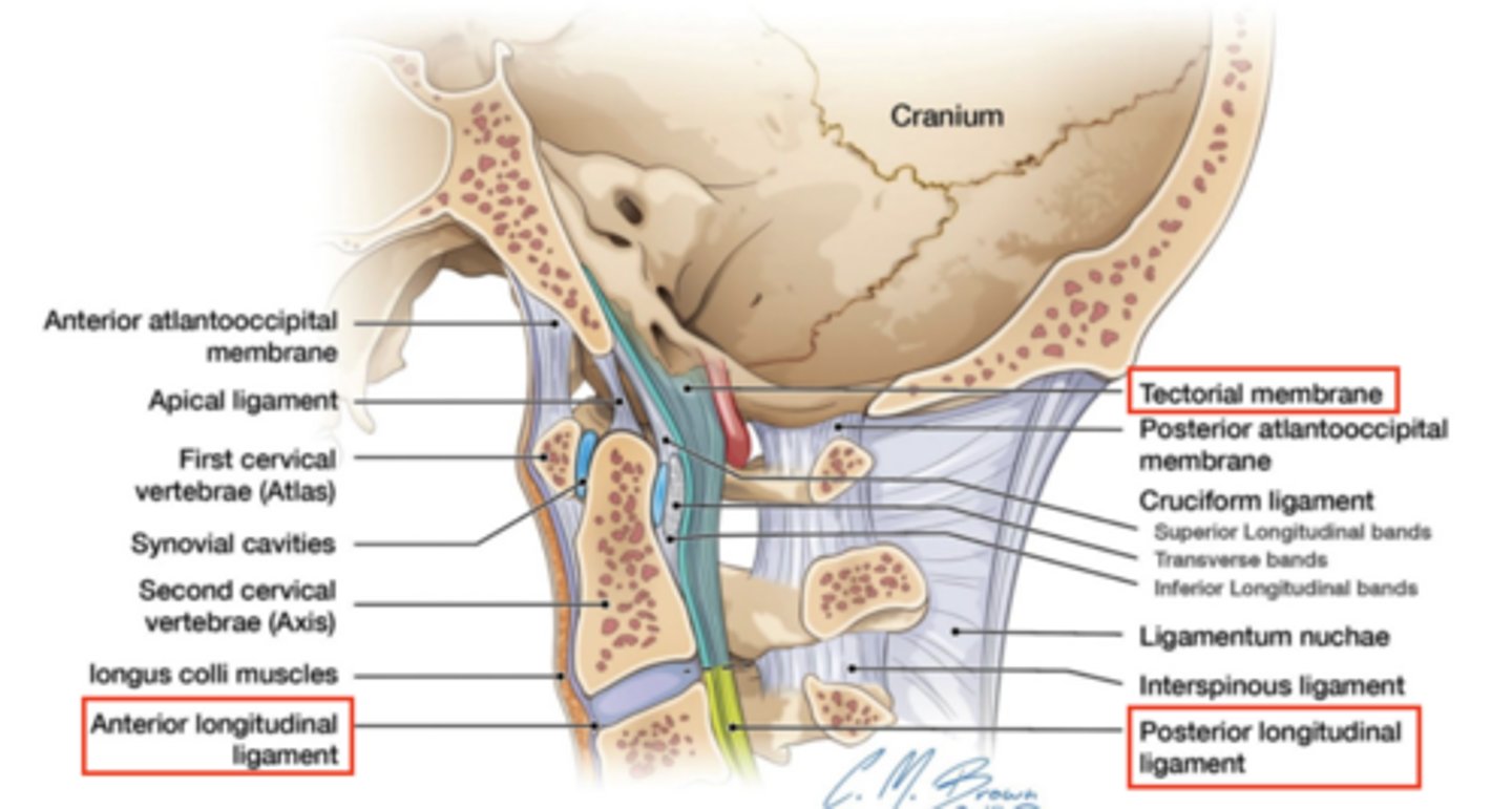 <p>ALL</p><p>PLL </p><p>tectorial membrane (PLL continued)</p>