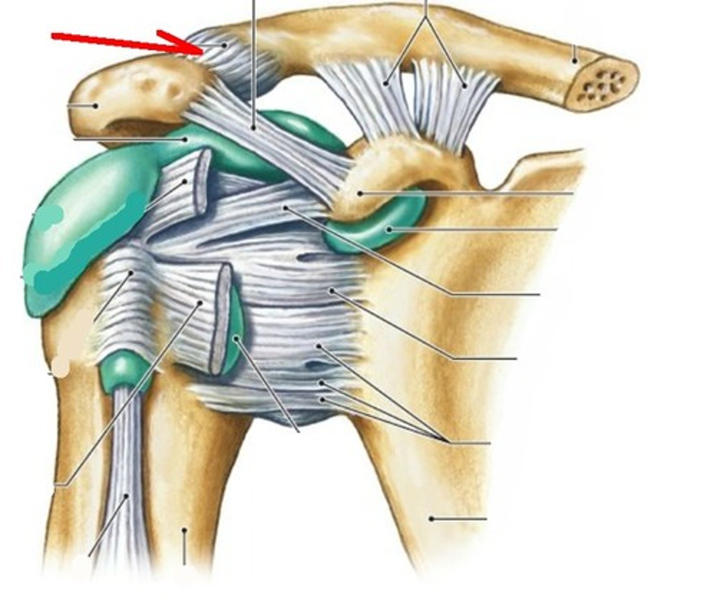 <p>connects the clavicle to the acromion process of the scapula - part of the ceiling of the supraspinous fossa</p>